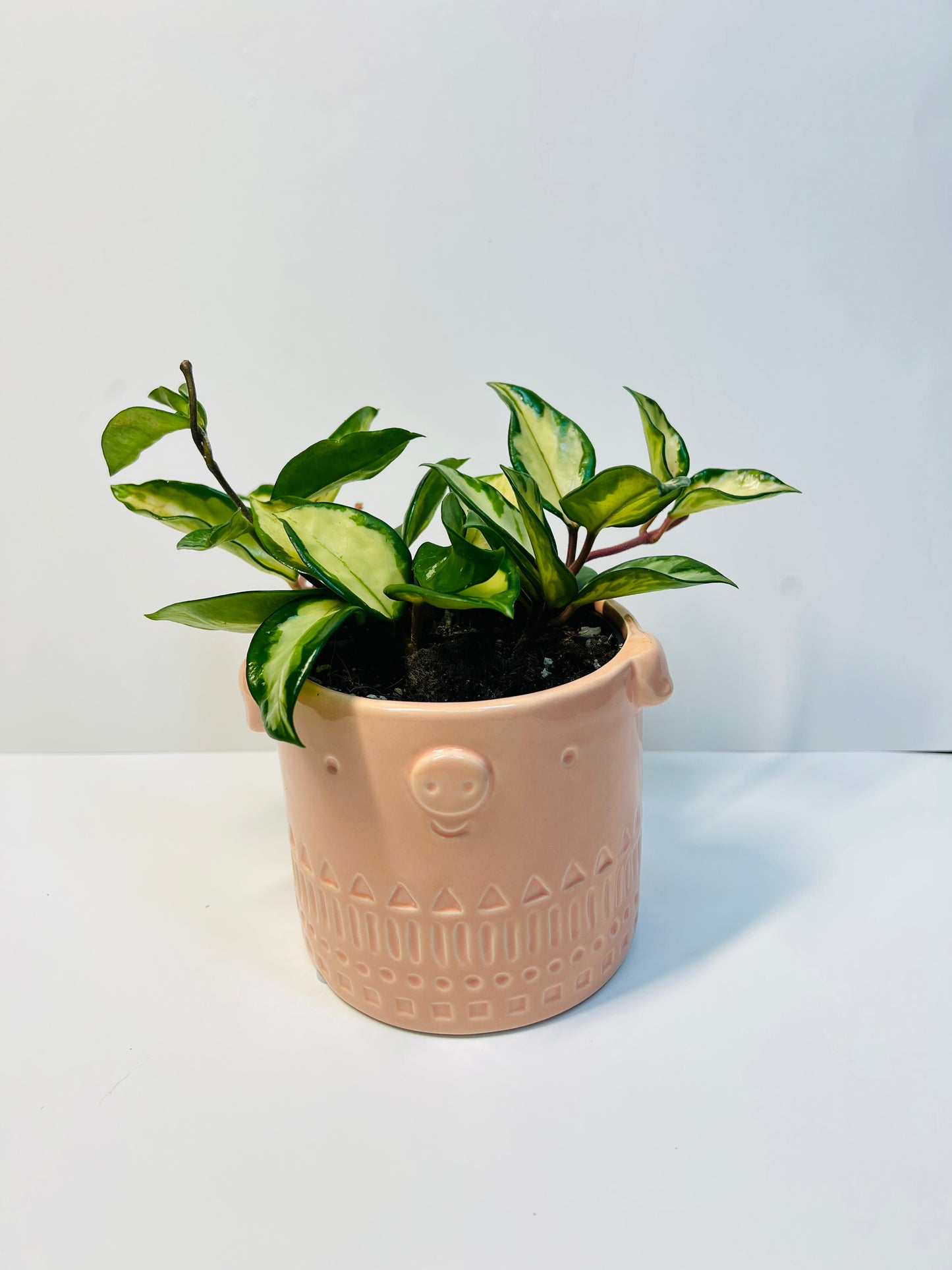 Hoya Krimson Princess (4" inches)