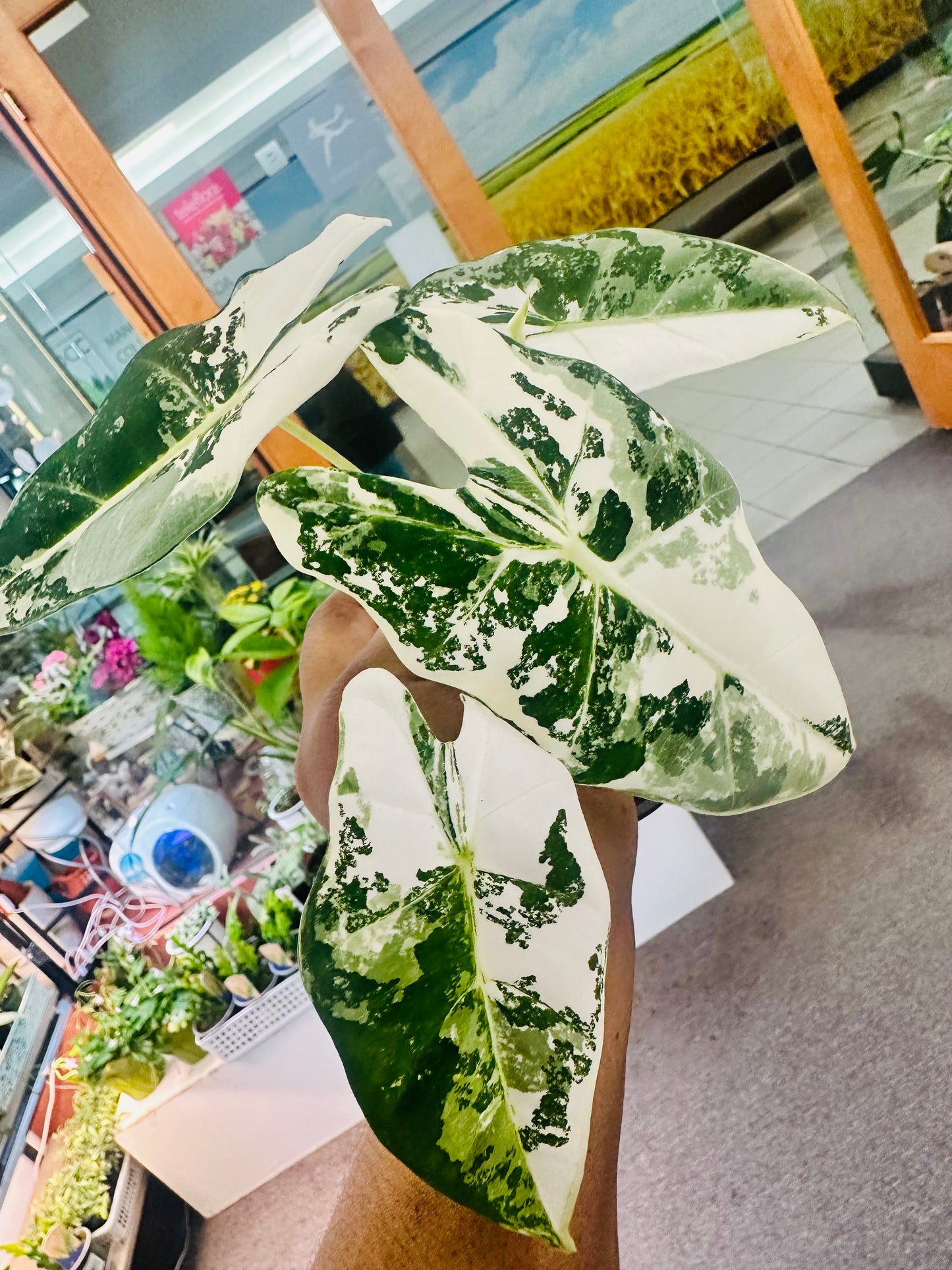 Alocasia Frydek Variegated 4”