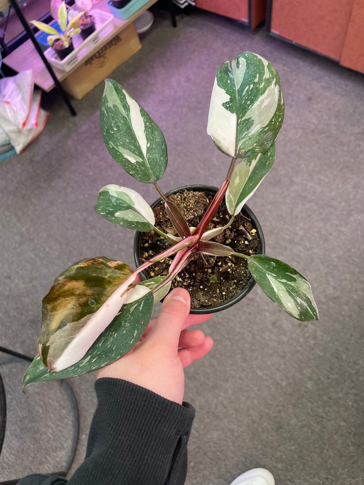 Philodendron Red Anderson – Heavenly Plants, Regina SK