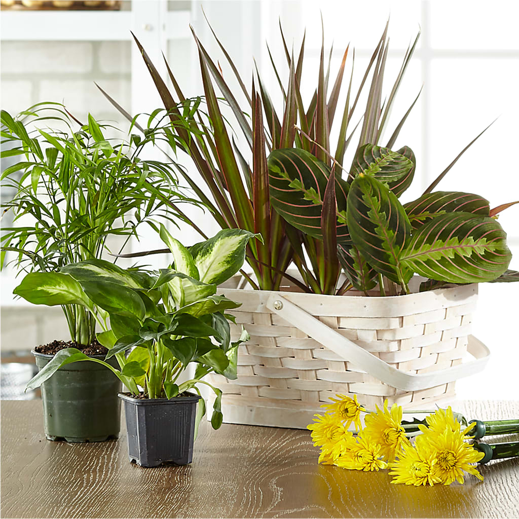 Florist Designed Blooming and Green Plants in a Basket – Heavenly Plants, Regina SK