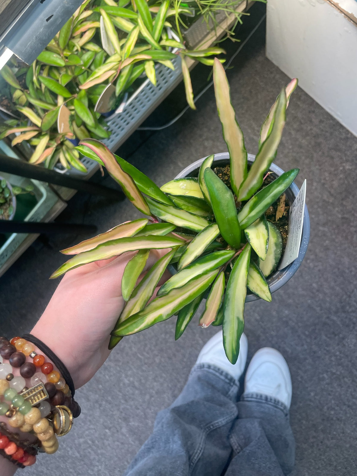 Hoya Wayetii variegated – Heavenly Plants, Regina SK