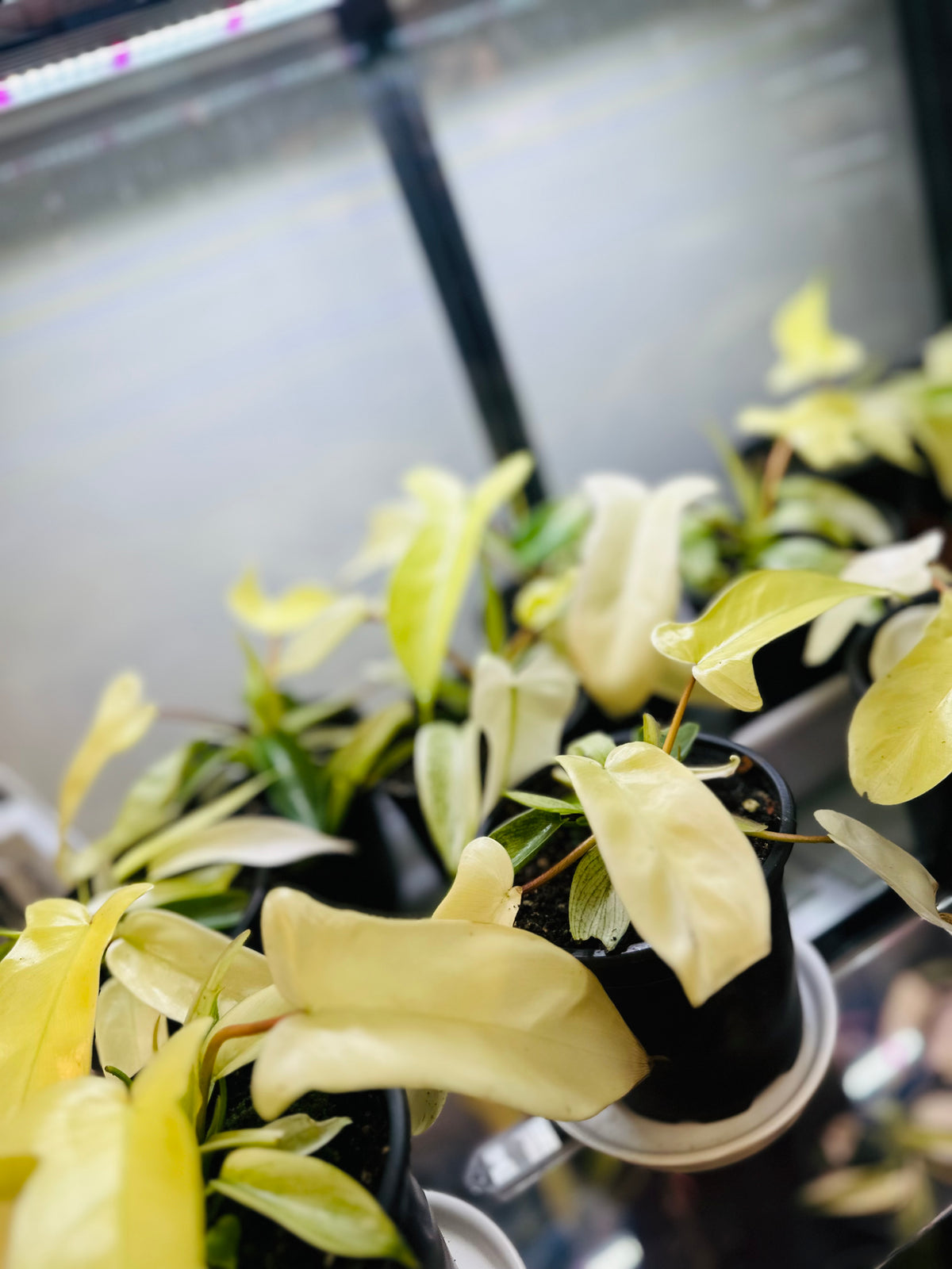Florida Ghost – Heavenly Plants, Regina SK