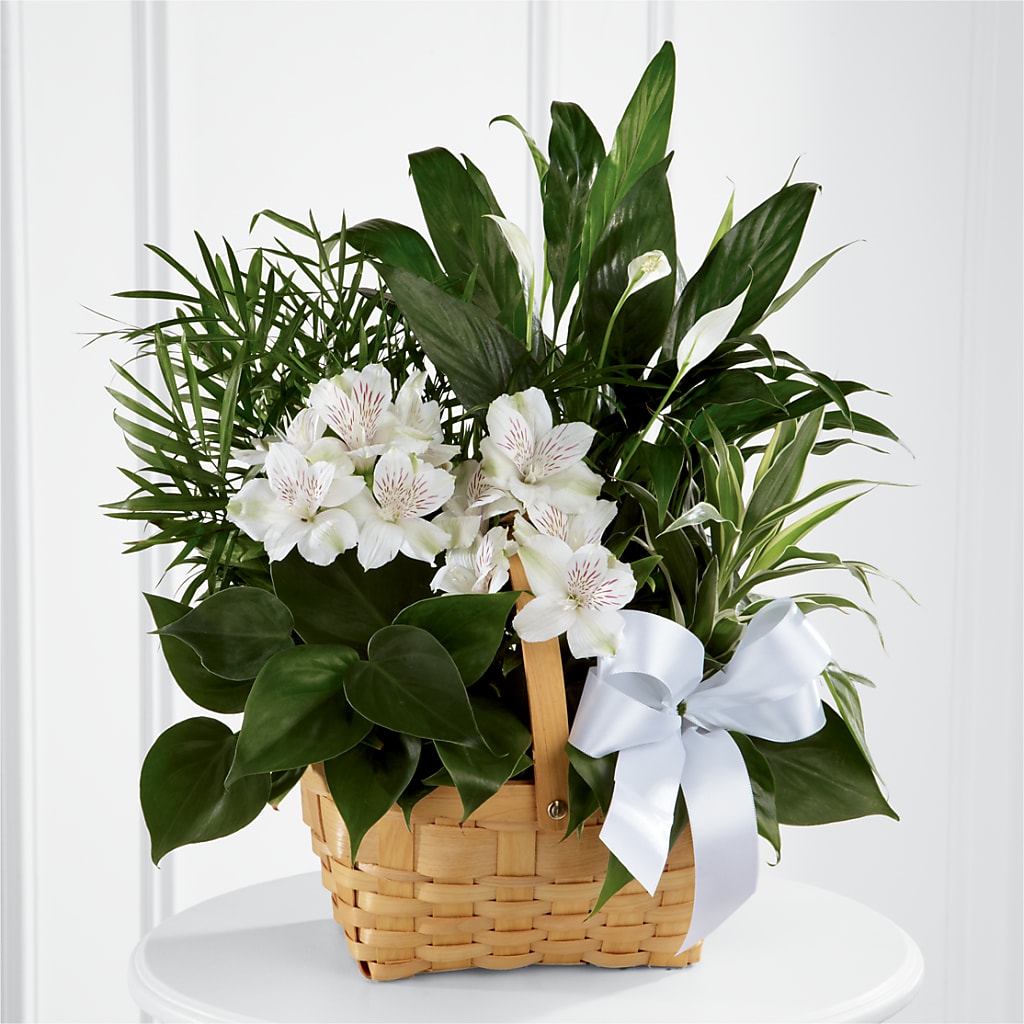 Peace & Serenity Dishgarden – Heavenly Plants, Regina SK