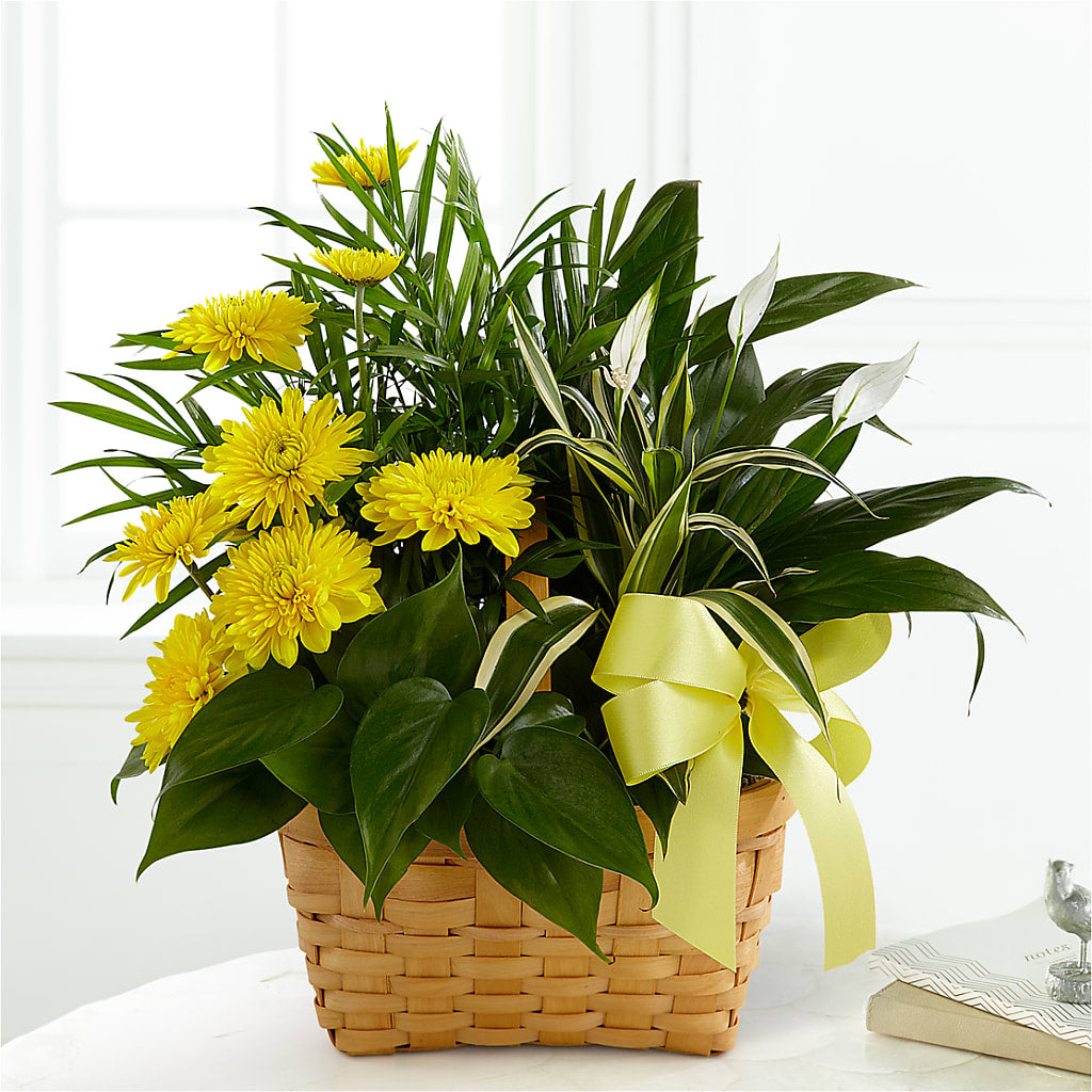 Loving Light Dishgarden – Heavenly Plants, Regina SK