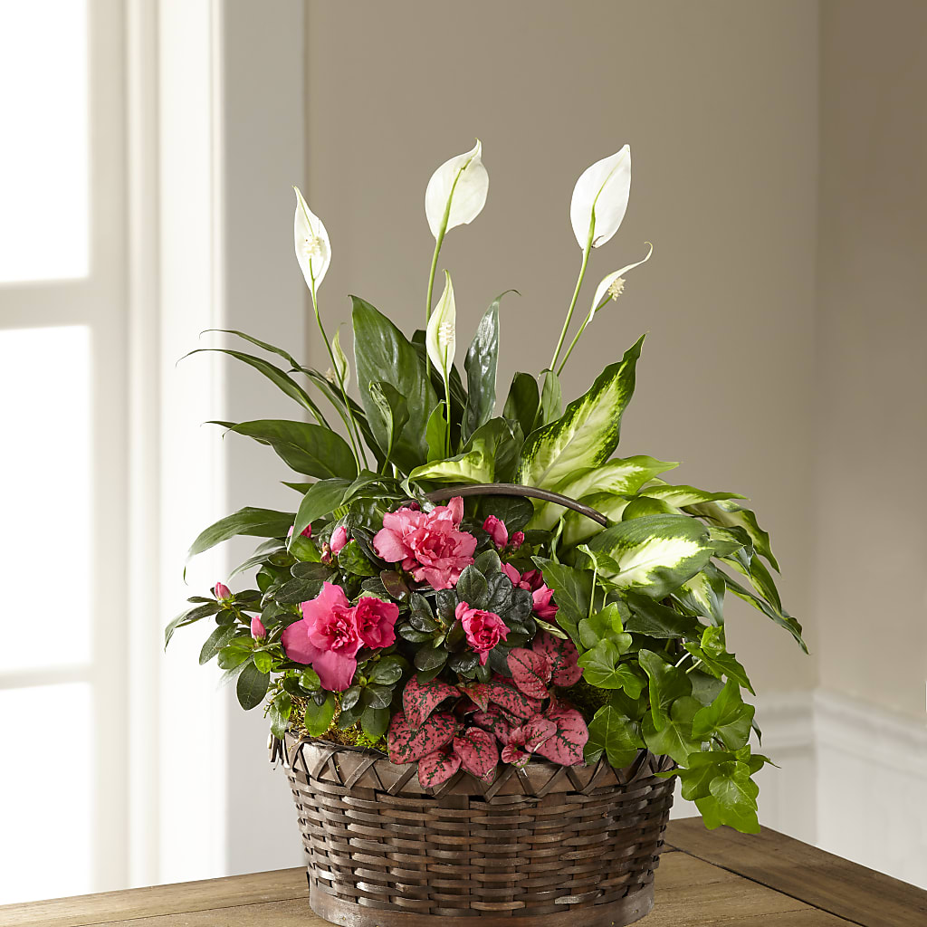 Dream in Pink Dishgarden – Heavenly Plants, Regina SK