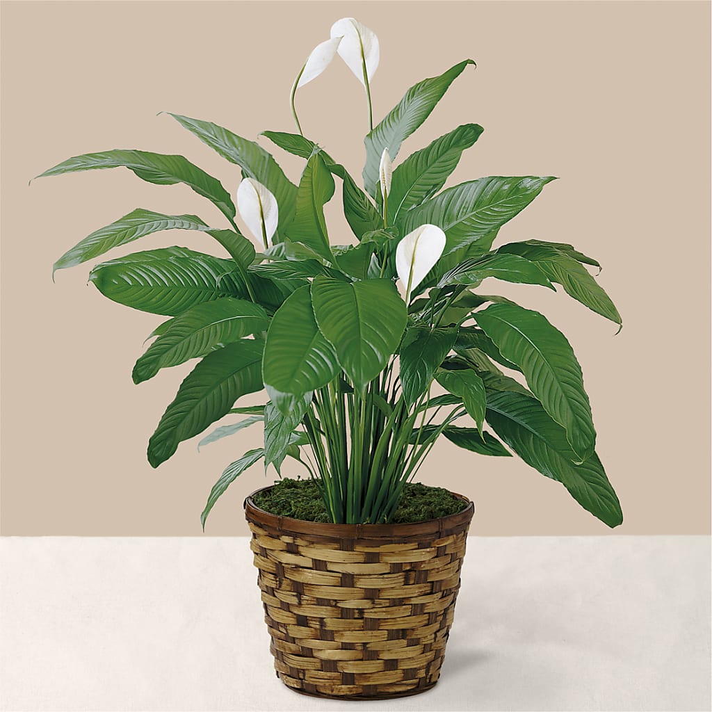 Tranquil Moments Peace Lily Plant – Heavenly Plants, Regina SK