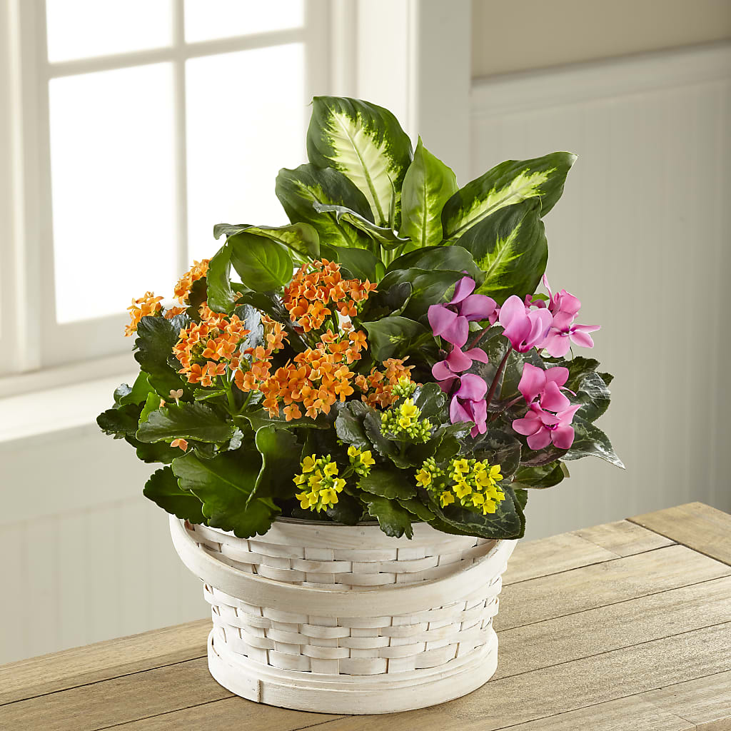 Color Crush Dishgarden – Heavenly Plants, Regina SK