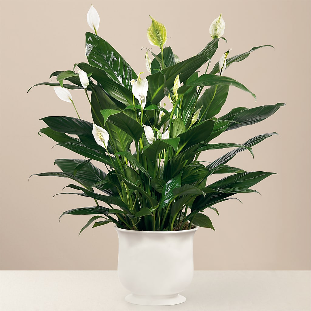 Comfort Planter – Heavenly Plants, Regina SK