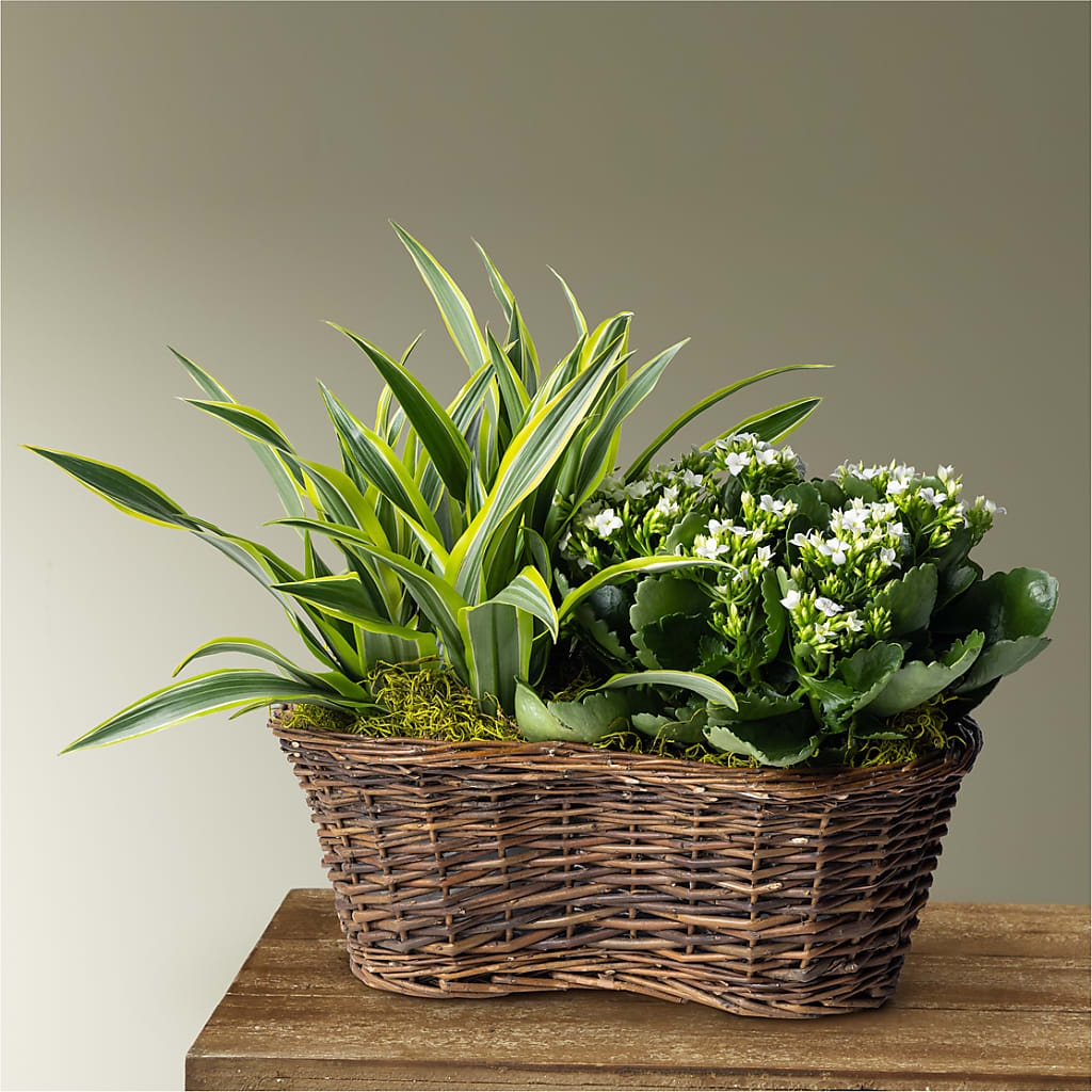 Blooming Garden – Heavenly Plants, Regina SK