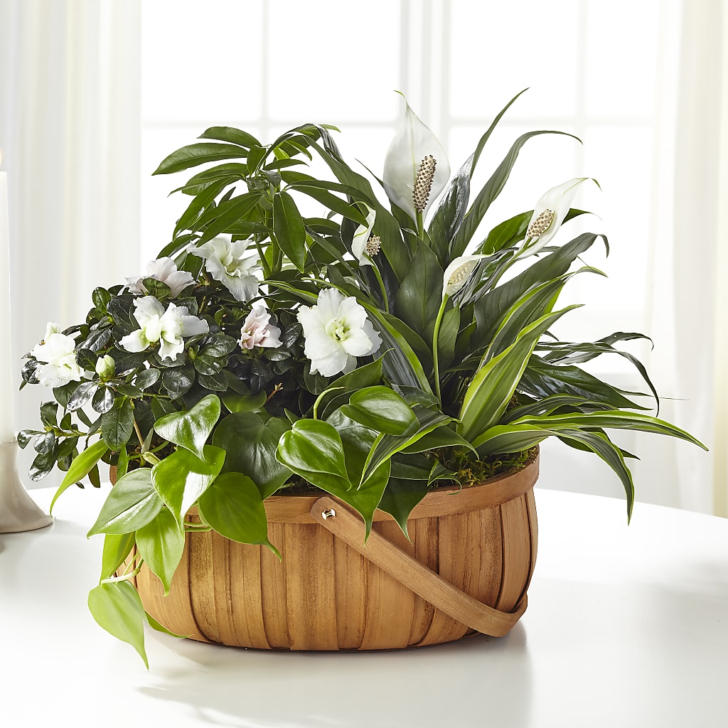 Serene Dishgarden – Heavenly Plants, Regina SK