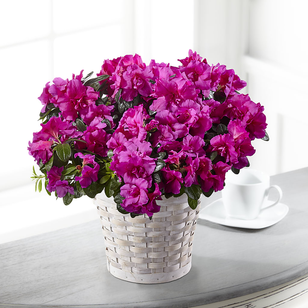 Hope & Serenity Azalea Plant – Heavenly Plants, Regina SK