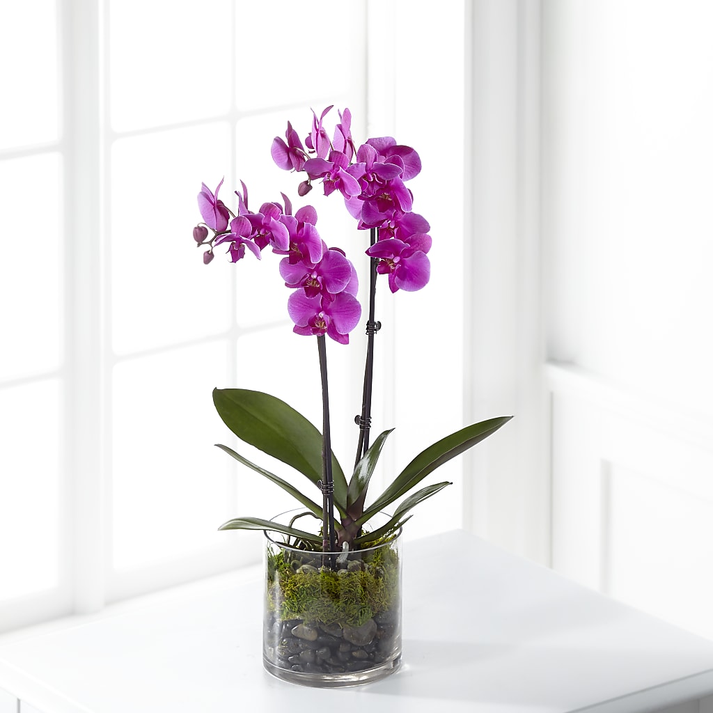 Pink Orchid Plant – Heavenly Plants, Regina SK