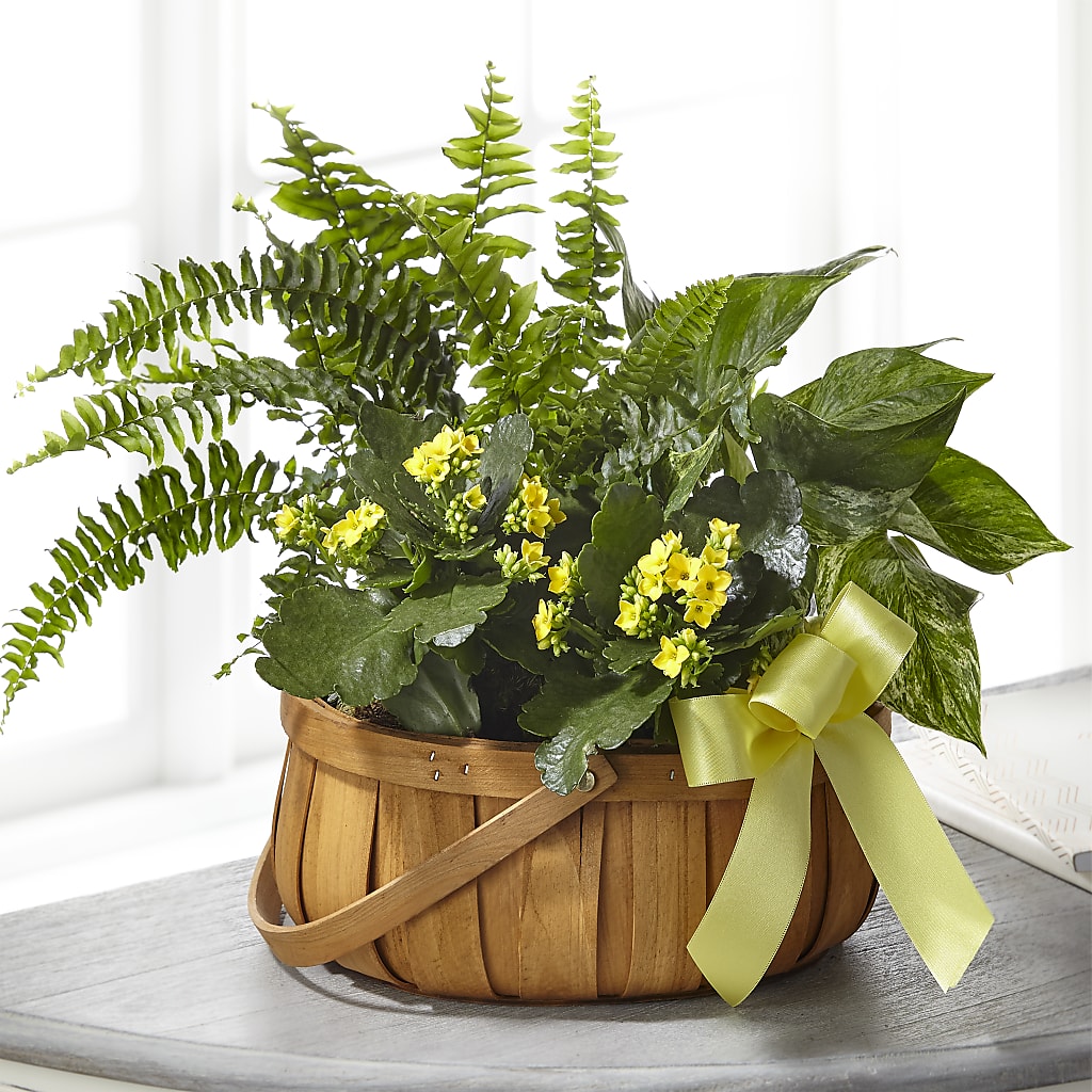 Always Dear Dishgarden – Heavenly Plants, Regina SK
