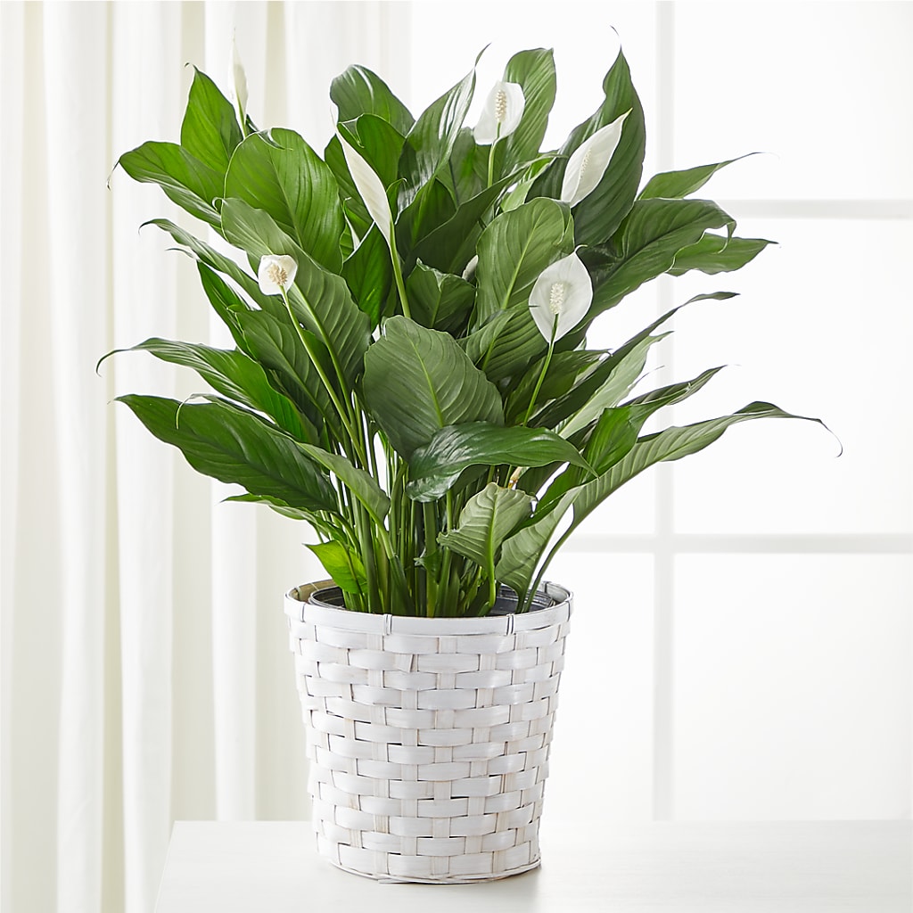 A New Leaf Peace Lily – Heavenly Plants, Regina SK