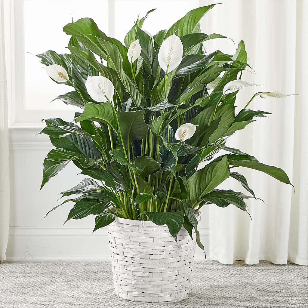 A New Leaf Peace Lily – Heavenly Plants, Regina SK