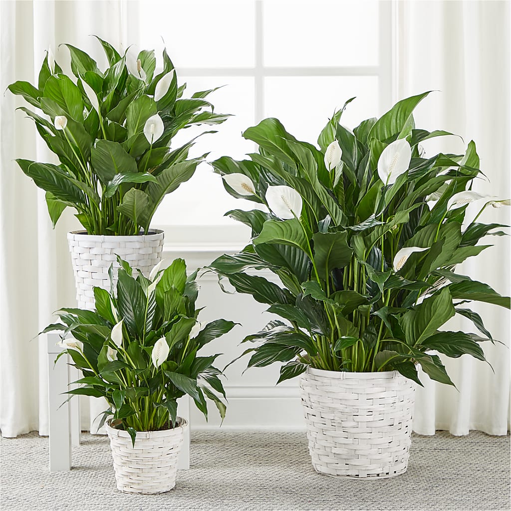 A New Leaf Peace Lily – Heavenly Plants, Regina SK