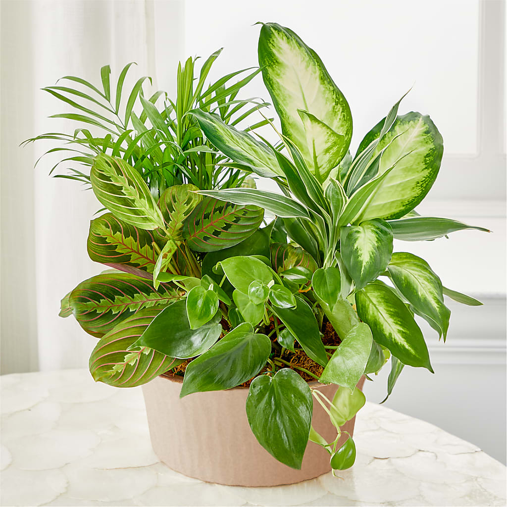 Balance & Harmony Dishgarden – Heavenly Plants, Regina SK