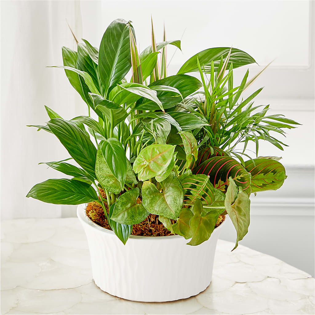 Balance & Harmony Dishgarden – Heavenly Plants, Regina SK