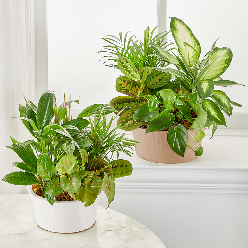 Balance & Harmony Dishgarden – Heavenly Plants, Regina SK
