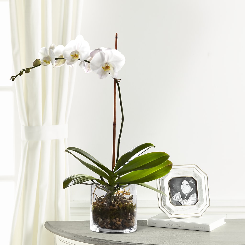 White Orchid Planter – Heavenly Plants, Regina SK