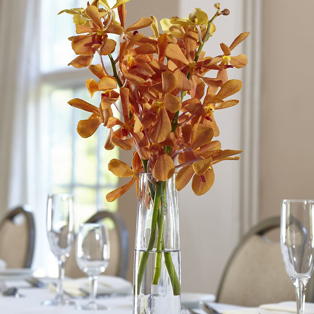 Orange Mokara Bud Vase – Heavenly Plants, Regina SK
