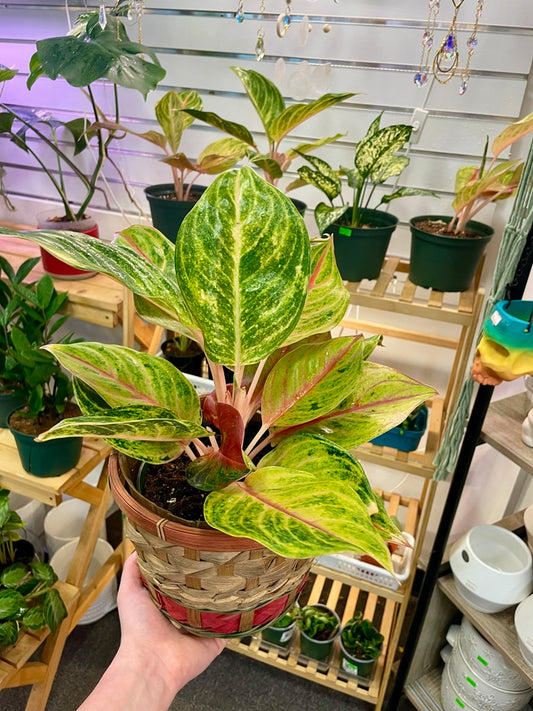 Chinese evergreen (Pappaya)