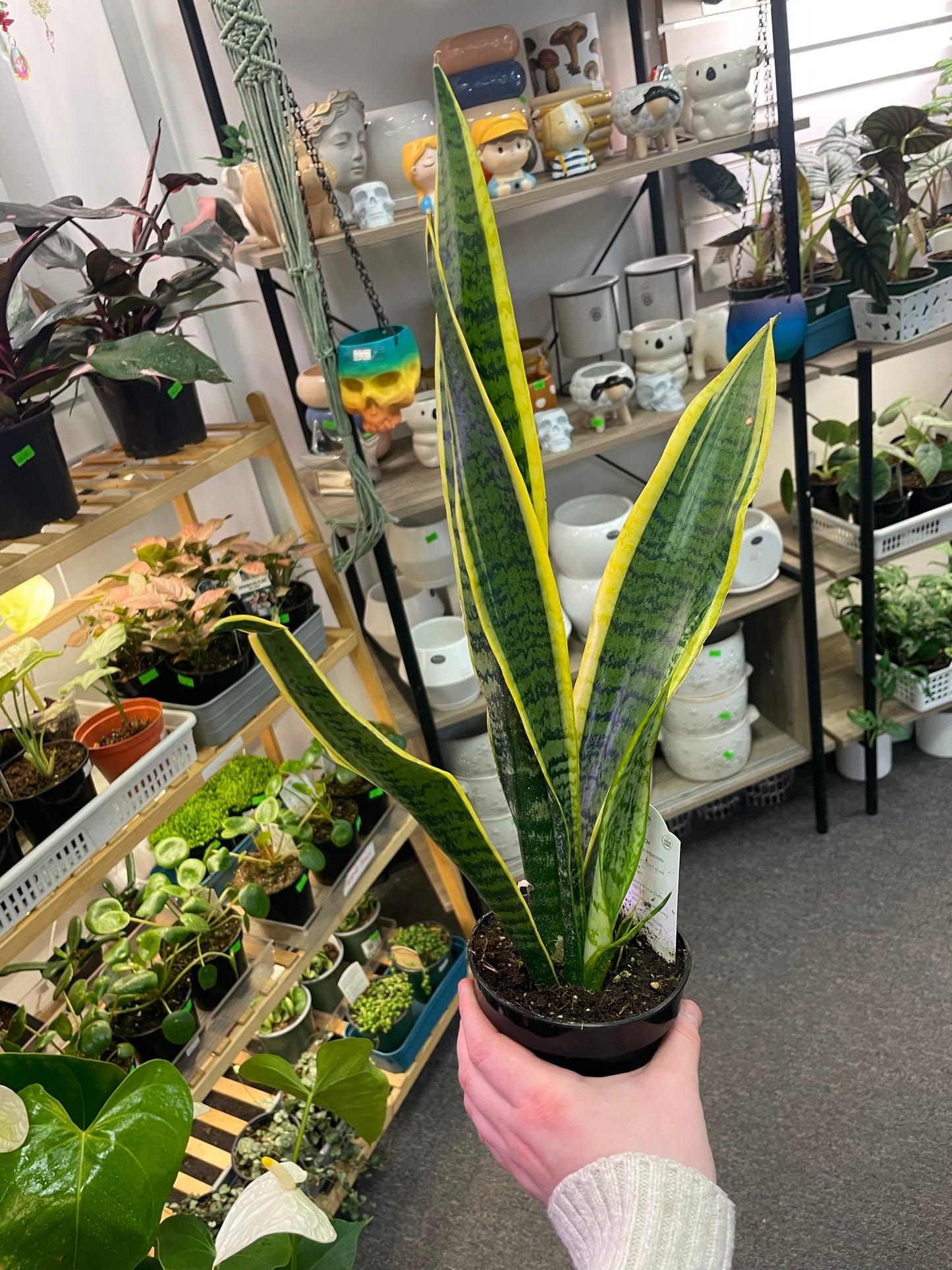 SNAKE PLANT LAURENTI