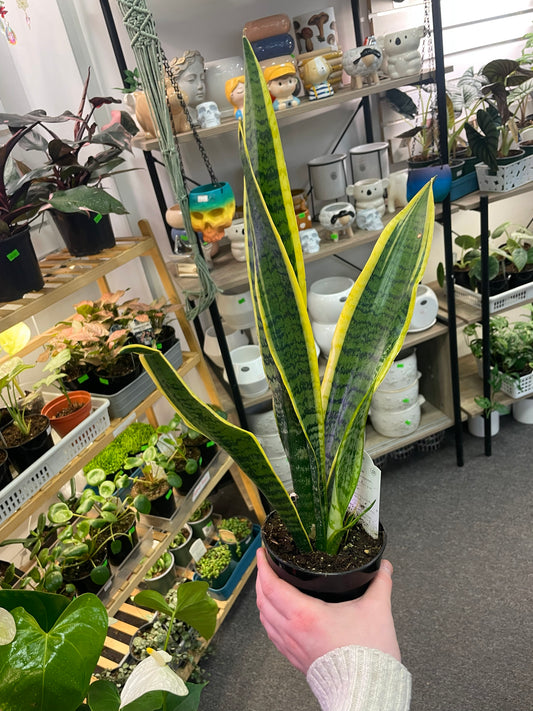 SNAKE PLANT LAURENTI