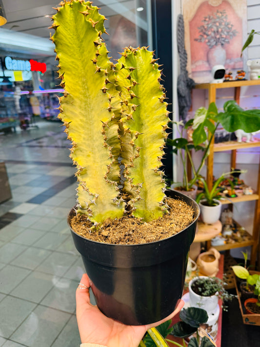 Euphorbia Amak Variegata 10"