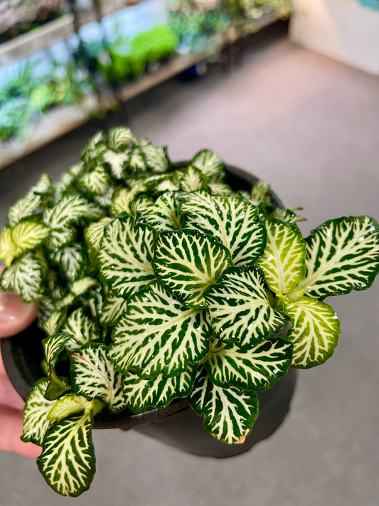 Fittonia 4"