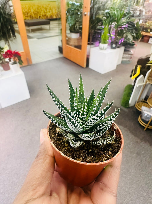 Haworthia 3"