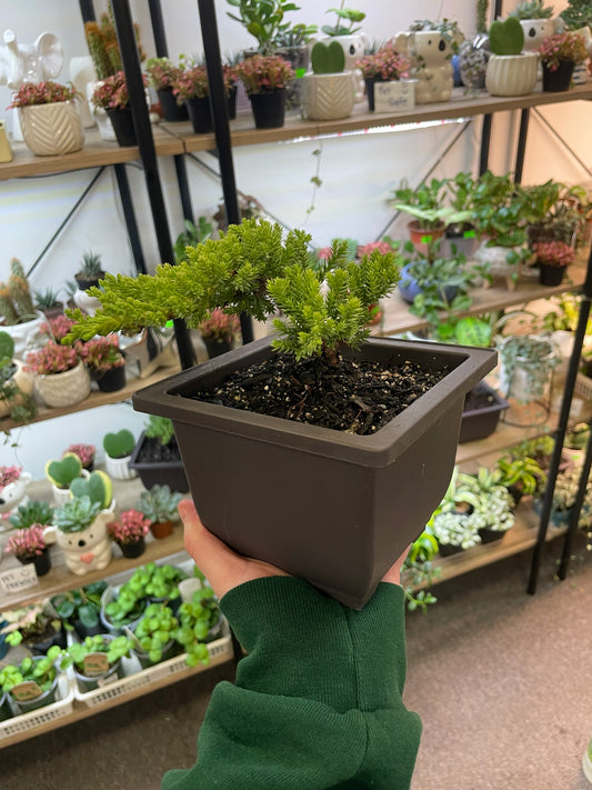 Juniper Bonsai 5"