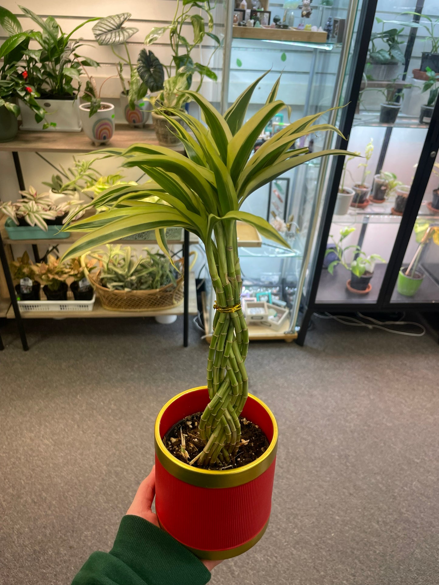 Braided Bamboo Plant 4"