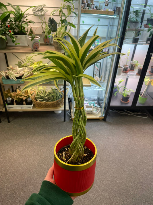 Braided Bamboo Plant 4"