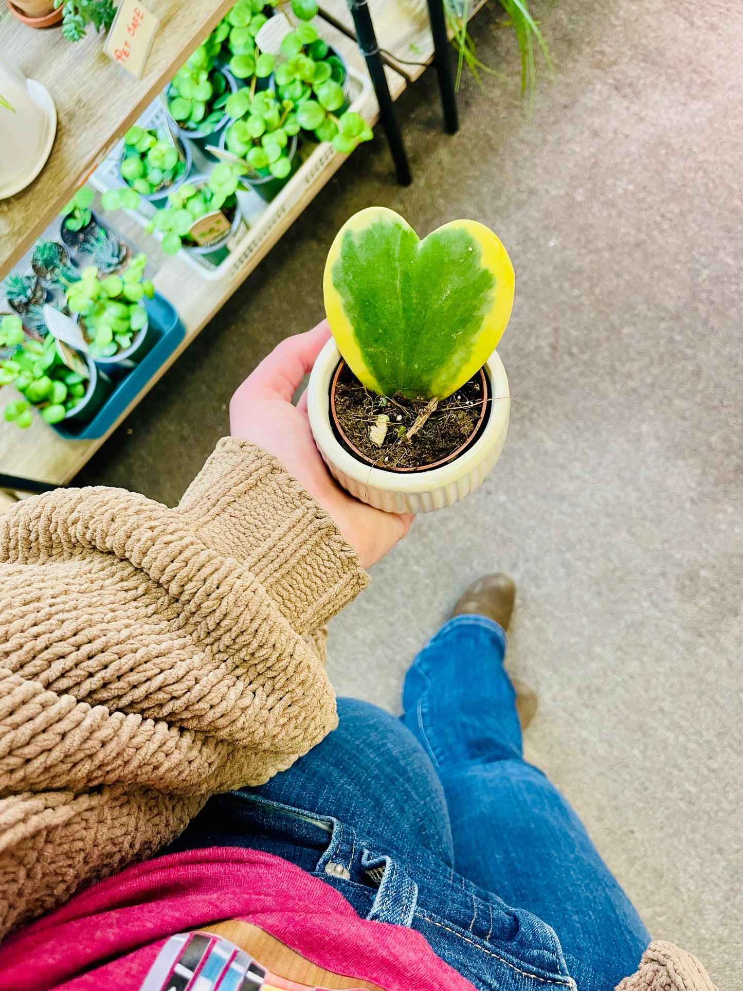 Hoya Heart 2" with Ceramic Pot