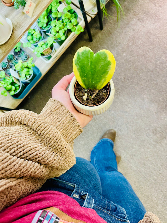 Hoya Heart 2" with Ceramic Pot