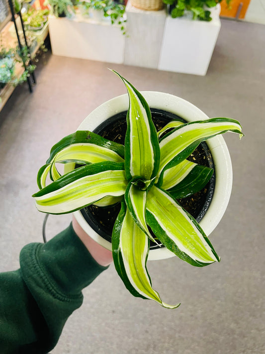 Dracaena Plant 4" With Pot