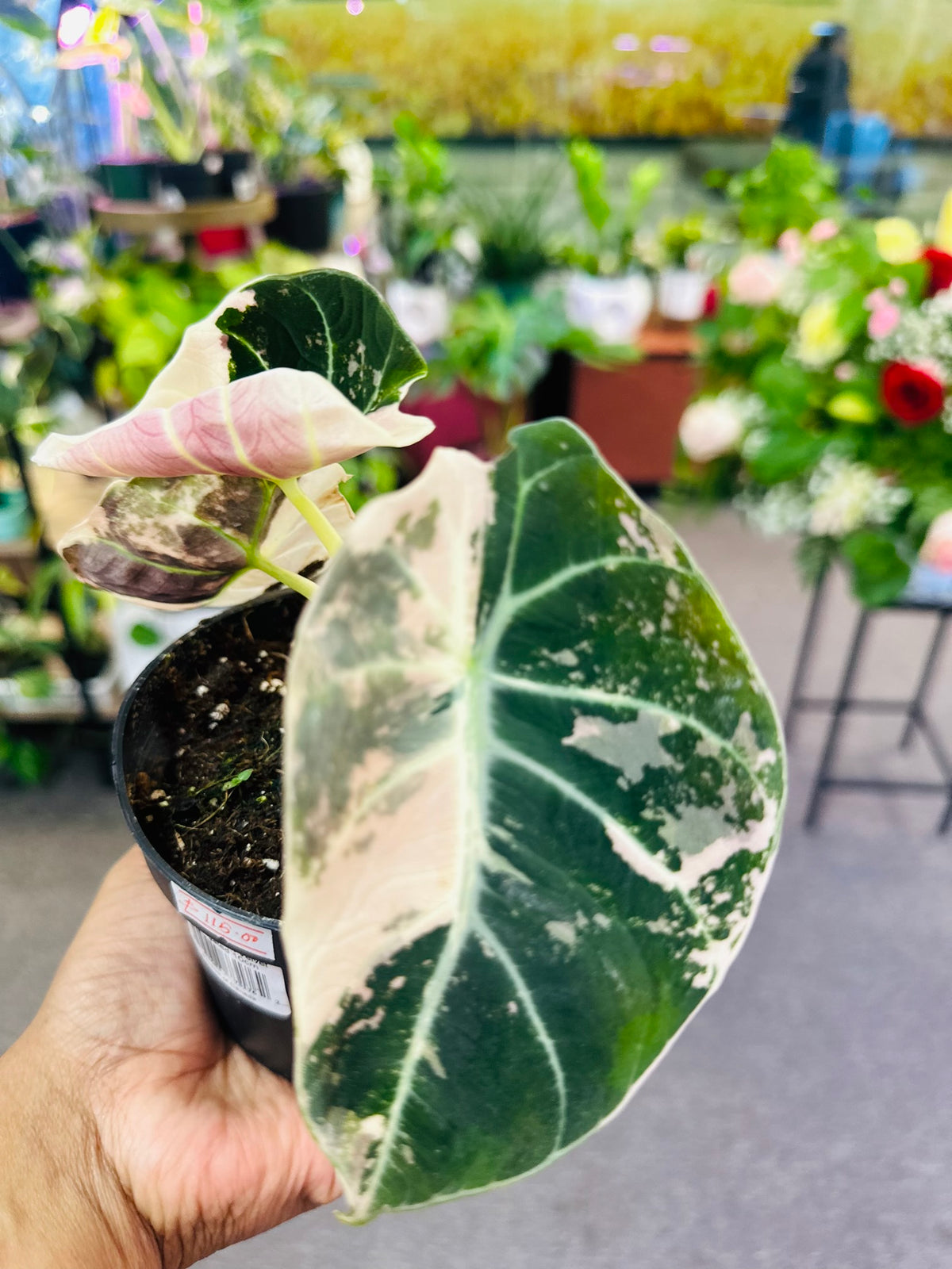 Alocasia Black Velvet Variegated  –  Heavenly Plants, Regina SK