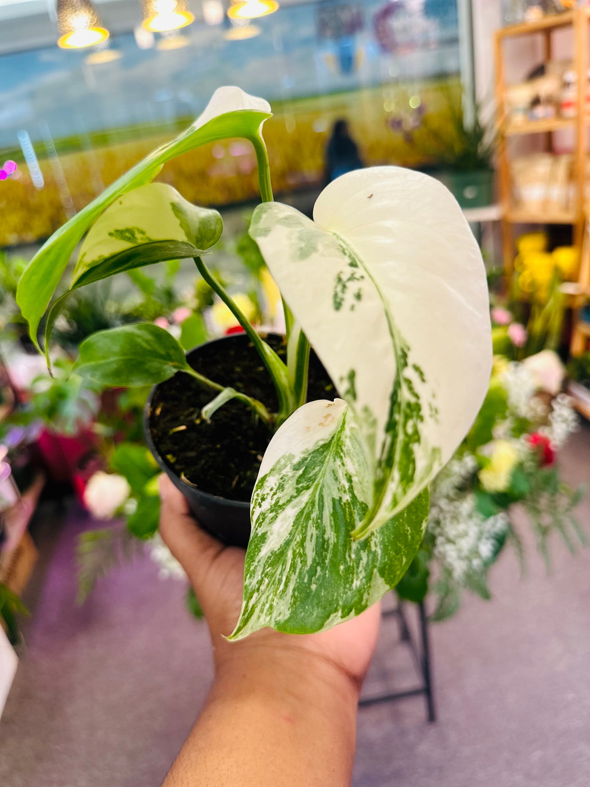Monstera Albo 4” inches –  Heavenly Plants, Regina SK