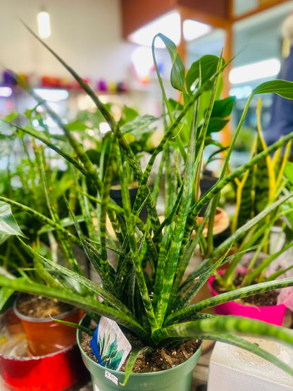 Fernwood Snake Plant –  Heavenly Plants, Regina SK
