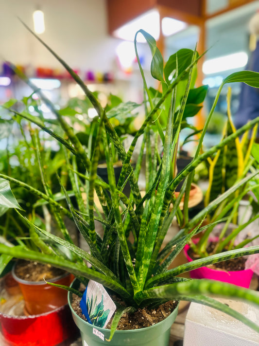 Fernwood Snake Plant –  Heavenly Plants, Regina SK