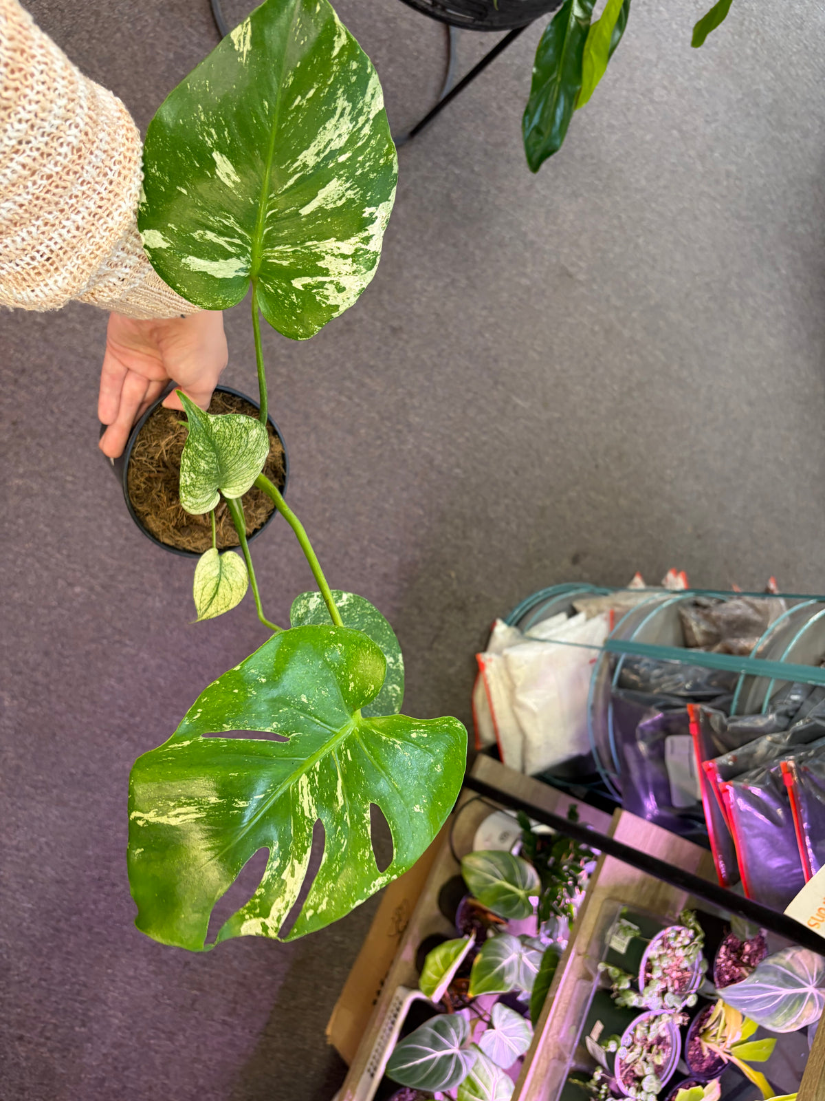 Monstera Mint –  Heavenly Plants, Regina SK