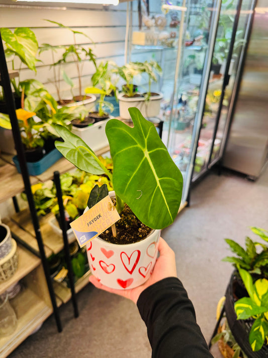 Alocasia Frydek 4”
