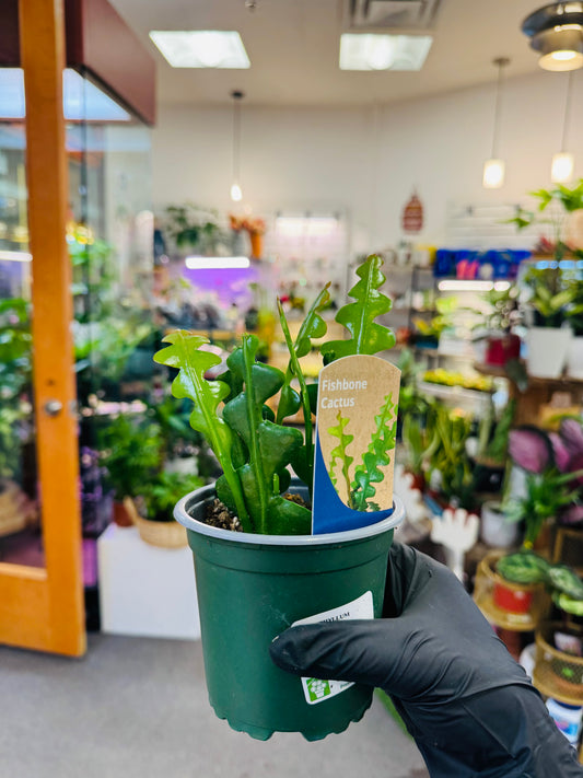 Fishbone Cactus