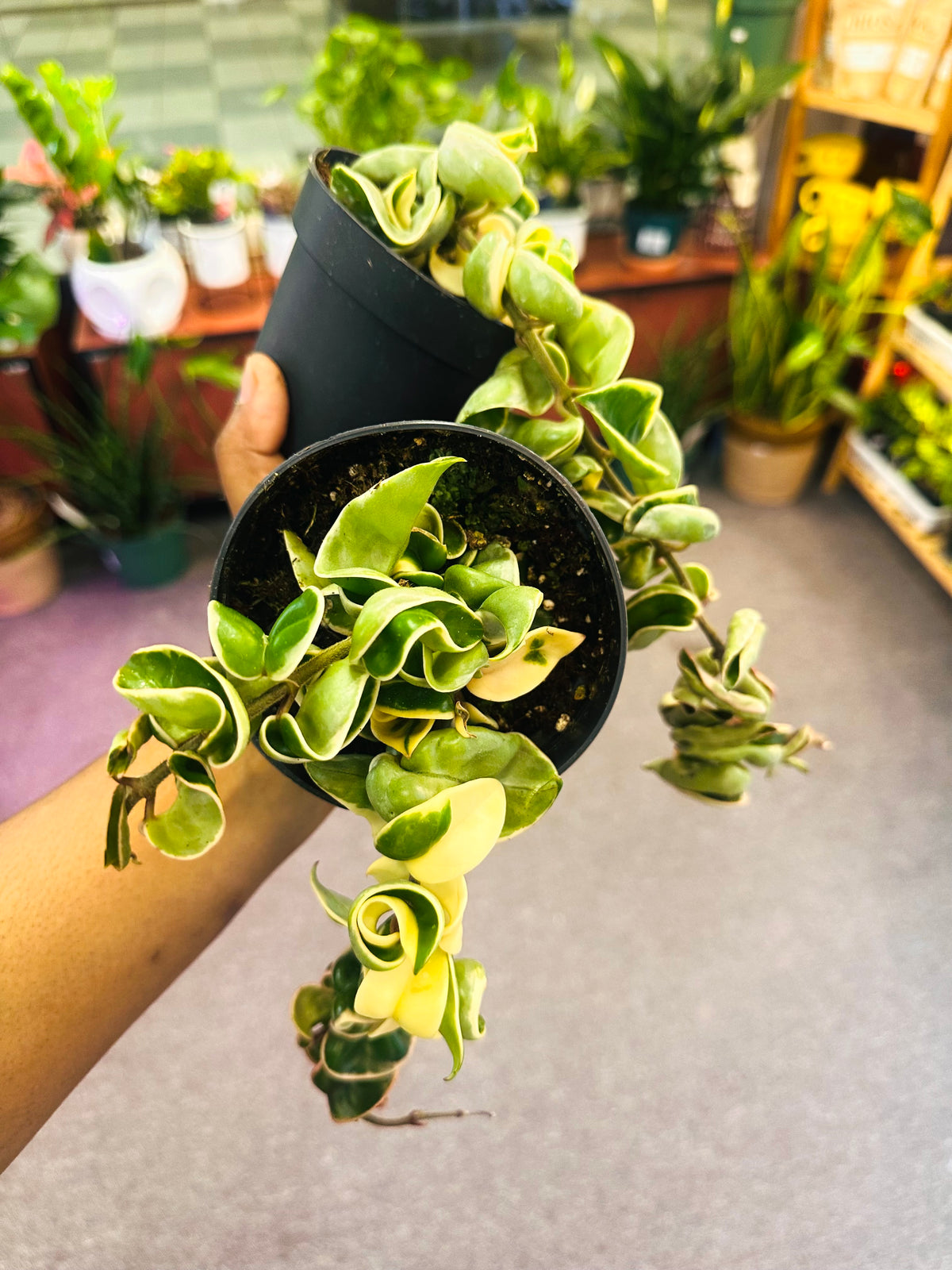 Hindu Rope Variegated –  Heavenly Plants, Regina SK