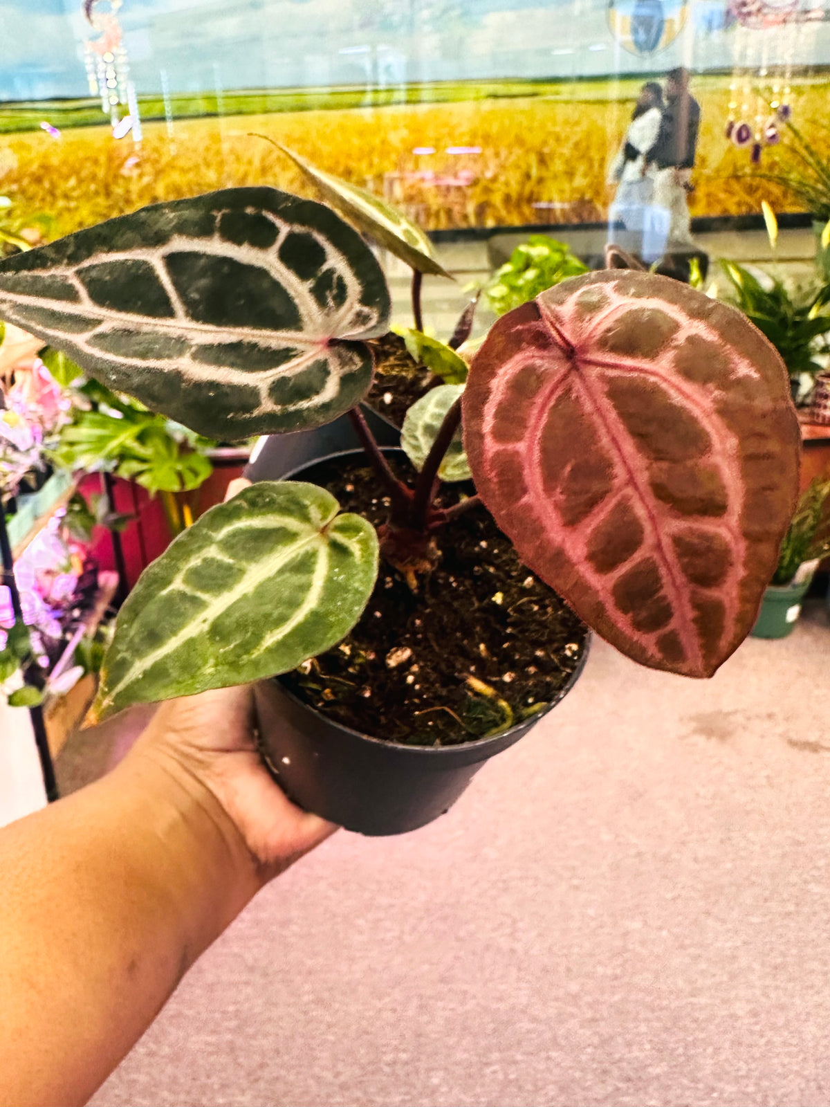 Anthurium Red Crystallinum –  Heavenly Plants, Regina SK