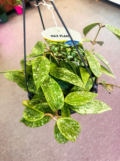 Hoya Rangsan –  Heavenly Plants, Regina SK