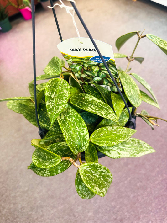 Hoya Rangsan –  Heavenly Plants, Regina SK