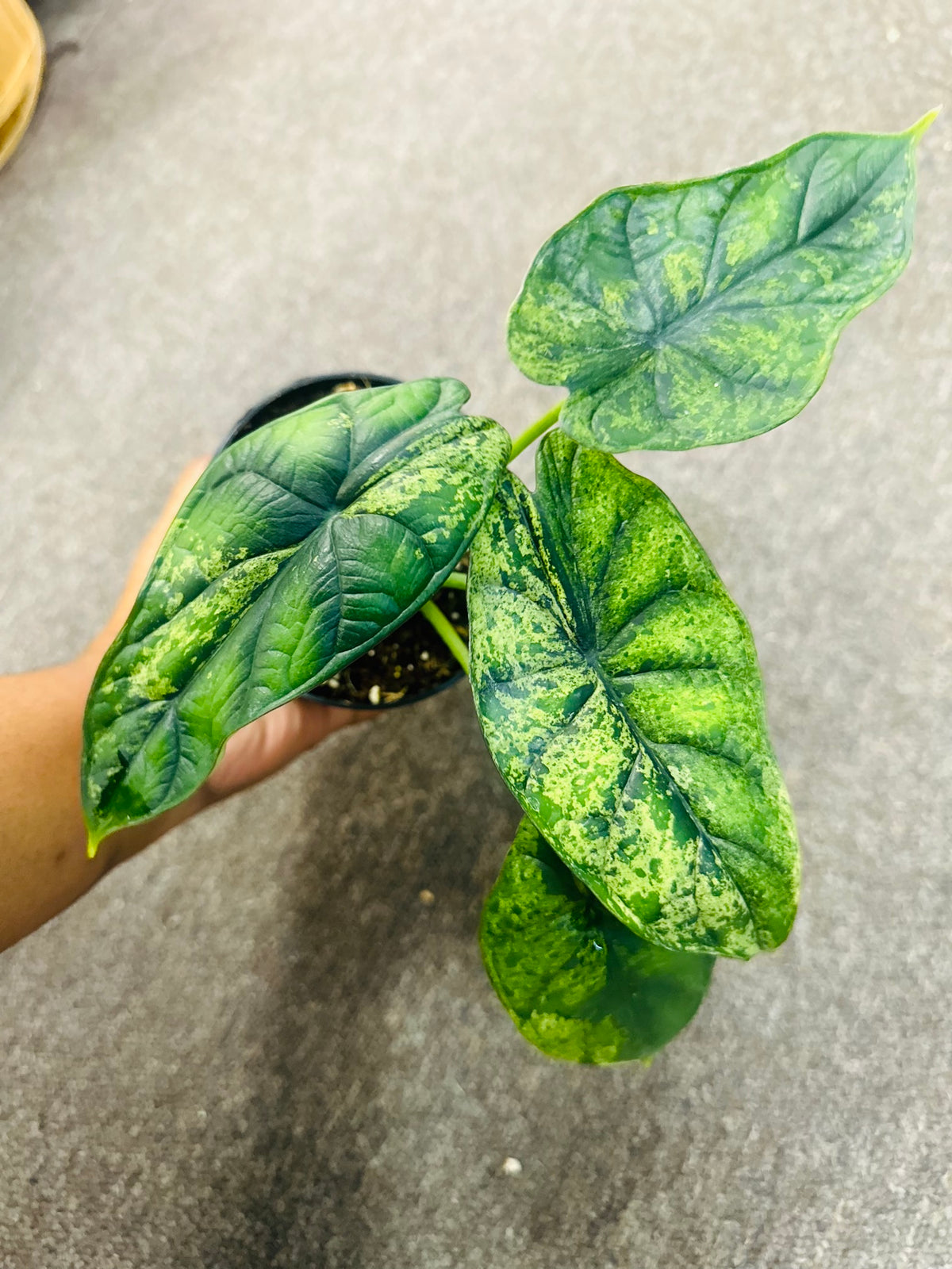 Alocasia Dragon Scale Mint –  Heavenly Plants, Regina SK