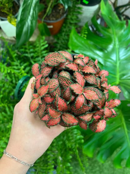 Fittonia/Nerve Plant –  Heavenly Plants, Regina SK